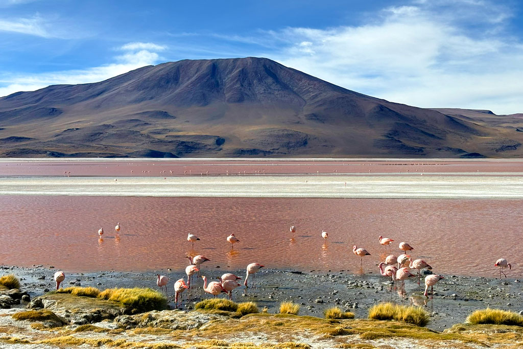 Flamingos na Laguna Colorada, Bolívia