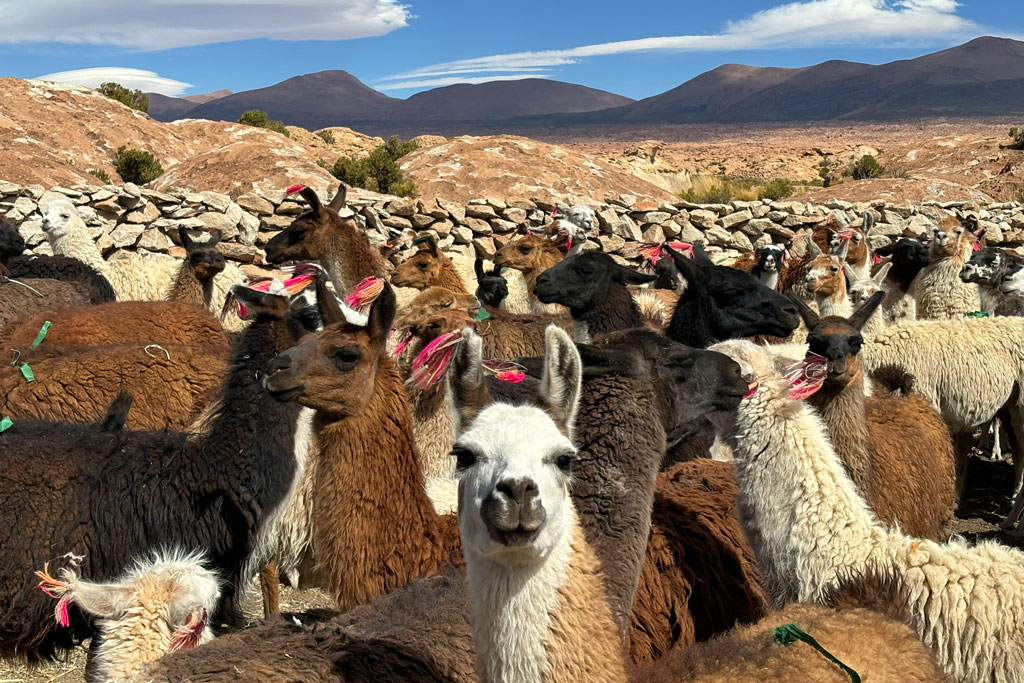 Llamas perto da Laguna Misteriosa, na Bolívia